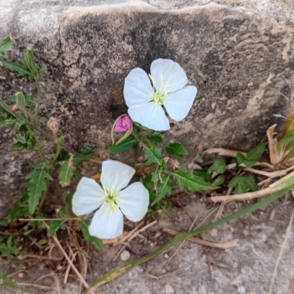 Oenothera tetraptera; photograph (c) Luc Wyn, some rights reserved (CC BY)