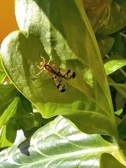 Panorpa lacedaemonia