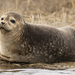 Atlantic Harbor Seal - Photo (c) Dan Roach, some rights reserved (CC BY-NC), uploaded by Dan Roach