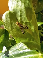 Panorpa lacedaemonia