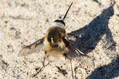 Bombylius diegoensis