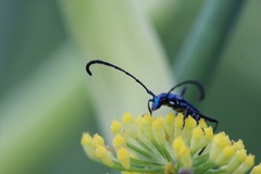 Hypocrites imperialis