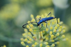 Hypocrites imperialis