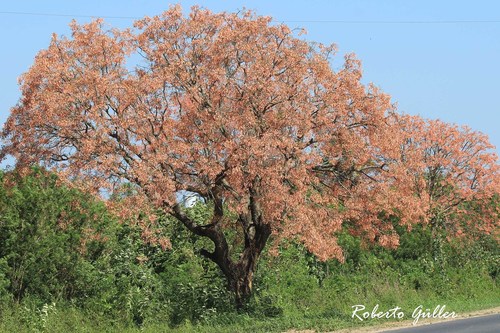 Ceibo Chaqueño (Erythrina dominguezii) · ArgentiNat