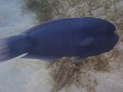 Coris bulbifrons