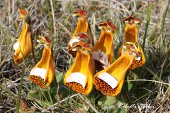Calceolaria uniflora