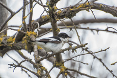 Ficedula semitorquata