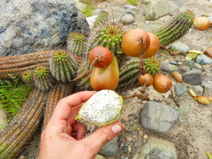 Haageocereus platinospinus