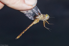 Neurocordulia yamaskanensis