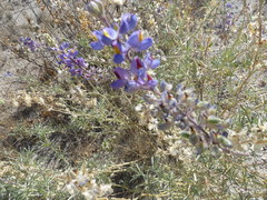 Lupinus paniculatus