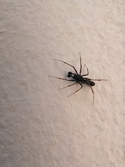 Neriene furtiva