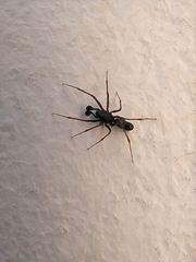 Neriene furtiva