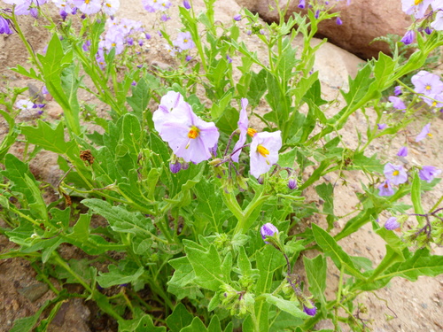 Solanum paposanum