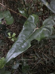 Anthurium oxybelium