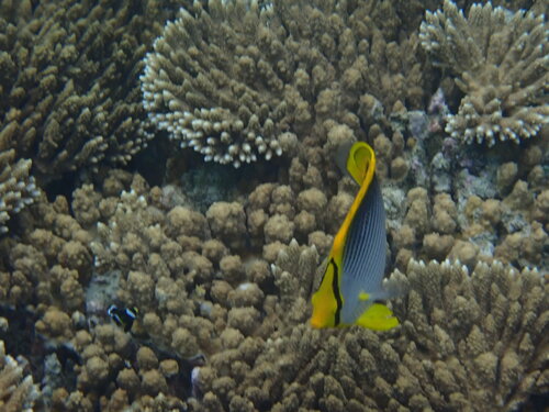 Chaetodon melannotus