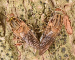 Brachyopa vacua