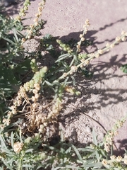 Reseda muricata