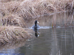 Fulica americana americana