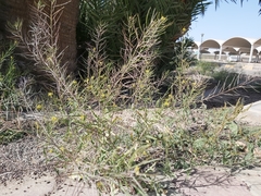 Sisymbrium irio