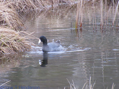 Fulica americana americana