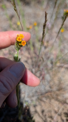Amsinckia lycopsoides, 2026-04-29