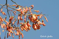 Erythrina mulungu