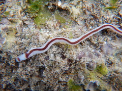 Baseodiscus hemprichii