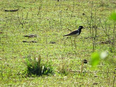 Vanellus indicus