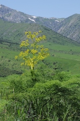Ferula tenuisecta