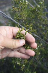Lachnaea axillaris