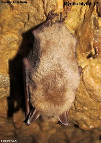 Lesser Mouse-eared Bat