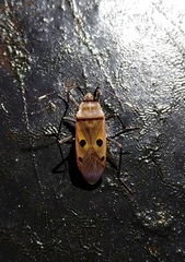 Physopelta quadriguttata