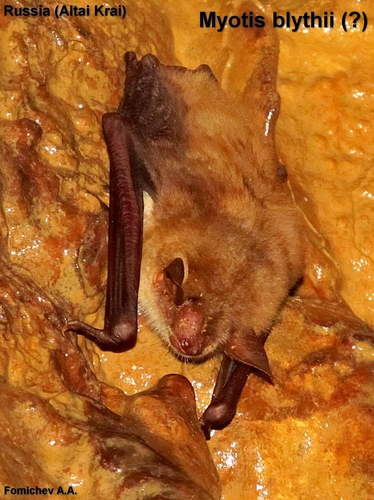 Myotis blythii