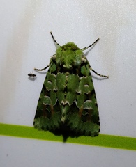 Diphtherocome pulchra