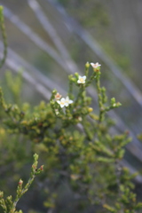 Lachnaea axillaris