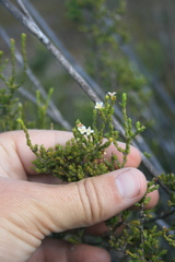 Lachnaea axillaris