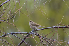 Phylloscopus sindianus lorenzii