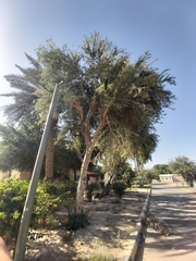 Pithecellobium dulce