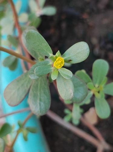 Common Purslane