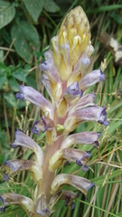 Orobanche grenieri