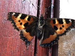 Aglais urticae