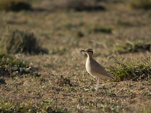 Cream-coloured Courser