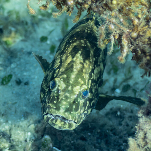 Epinephelus daemelii observed 2026-04-30