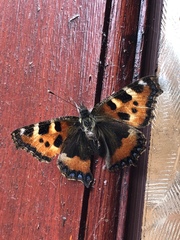 Aglais urticae