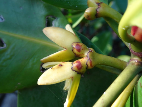 Rhizophora lamarckii observed 2019-12-04