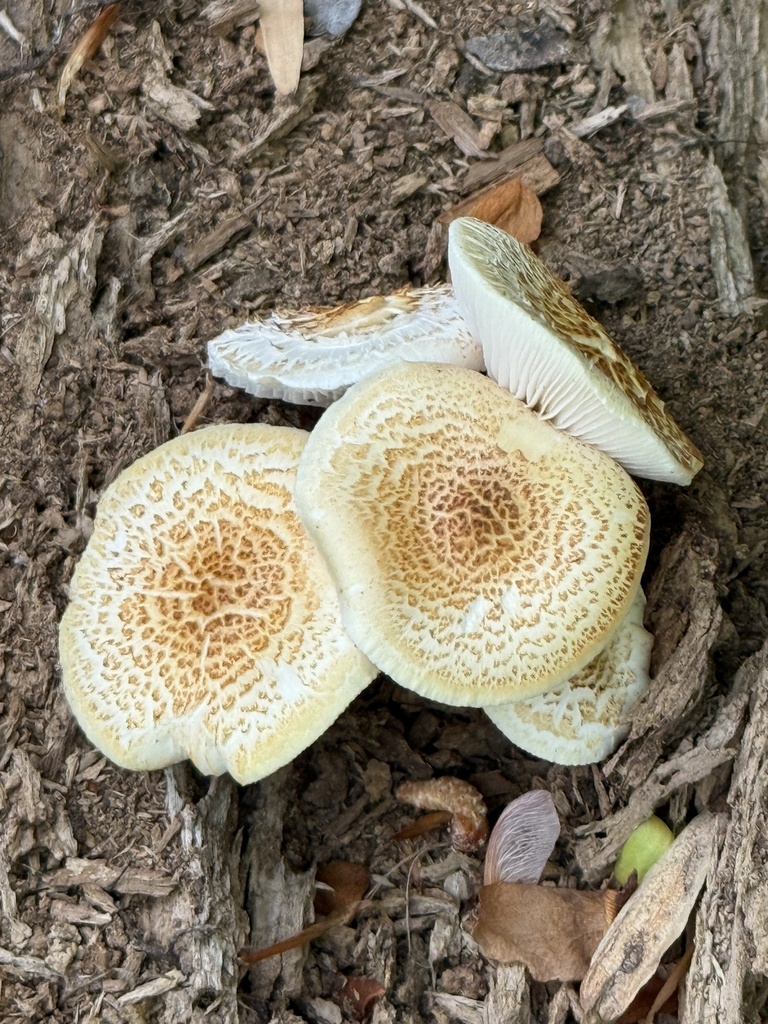 Neolentinus lepideus · April 2026 · photo: © mattyfelp (iNaturalist, cc-by)