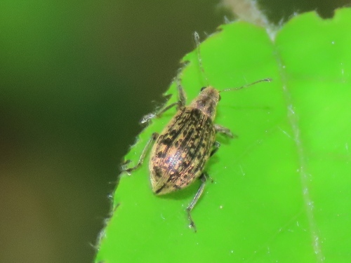 Deer Broad-nosed Weevil, Den Dolder, Nederland, photo 9 of 10