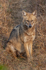 Canis aureus indicus