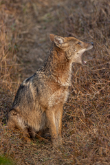 Canis aureus indicus