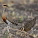 Temminck's Courser - Photo (c) Ian White, some rights reserved (CC BY-NC-SA)